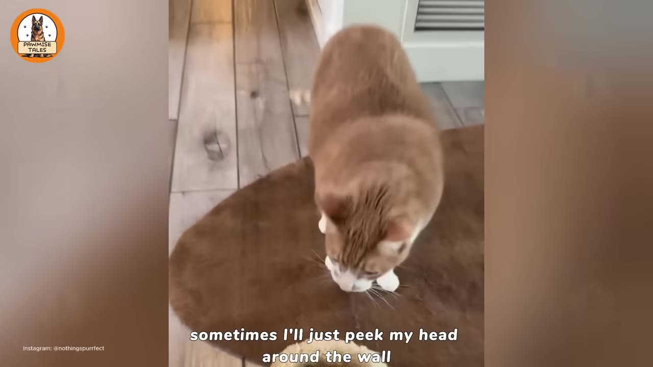 An orange and white cat carrying a light-colored slipper in its mouth while walking on a brown rug.