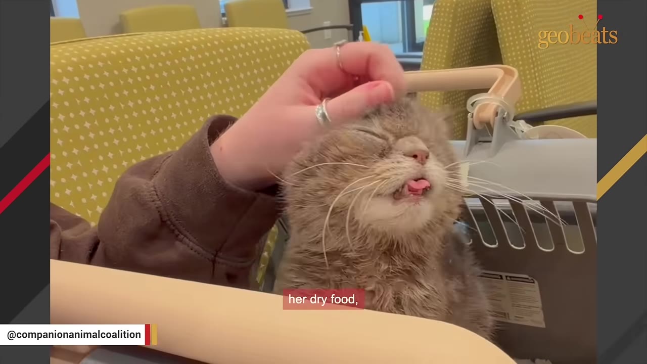 A person pets a fluffy grey cat on the head, and the cat has its mouth slightly open, showing its tongue.
