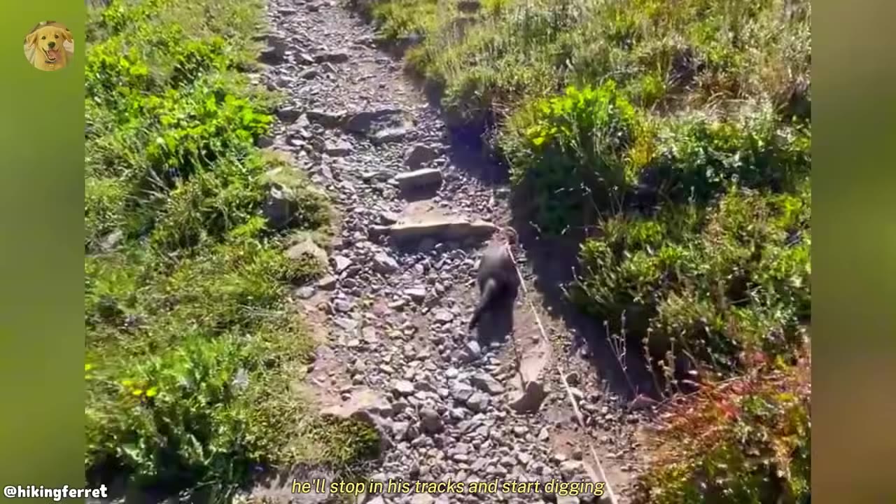 A ferret wearing a harness walks along a rocky dirt path surrounded by green vegetation.