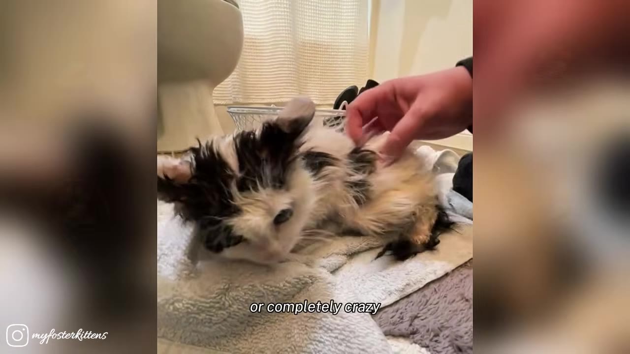 A small, wet calico kitten with messy, tangled fur lies on a white towel while a hand gently pets its back.