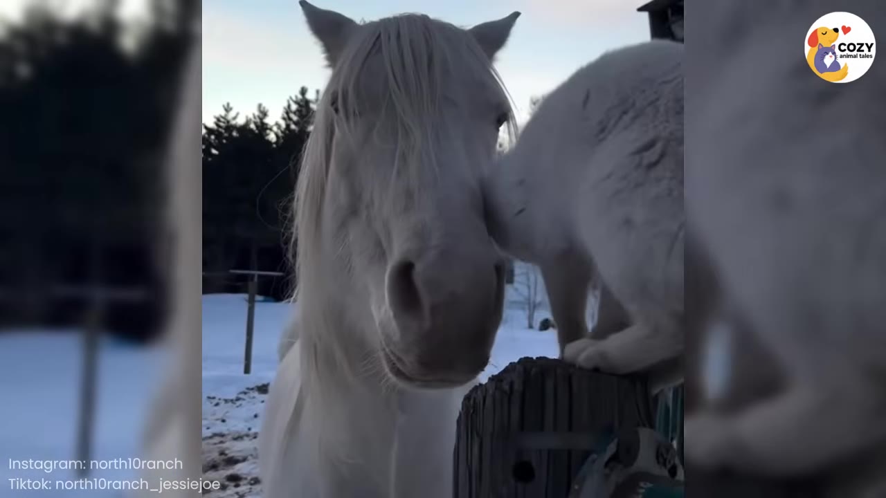 A white horse stands close to a white cat perched on a wooden fence post in a snowy outdoor setting.