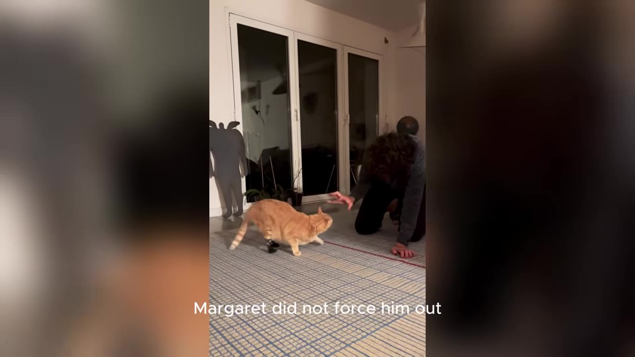 An orange cat with prosthetic back legs walks on a rug inside a home while a person kneels nearby on the floor.