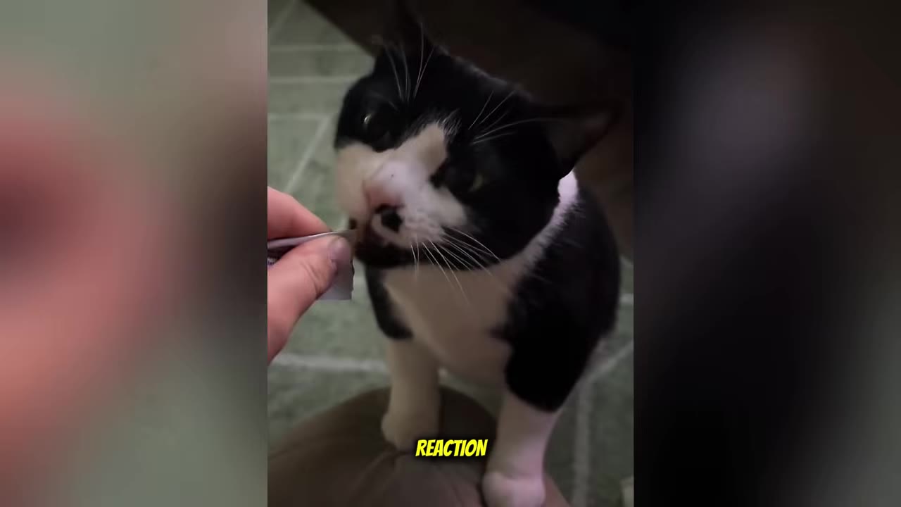 A black and white cat with wide eyes flinches slightly as a person's hand approaches to offer a treat.
