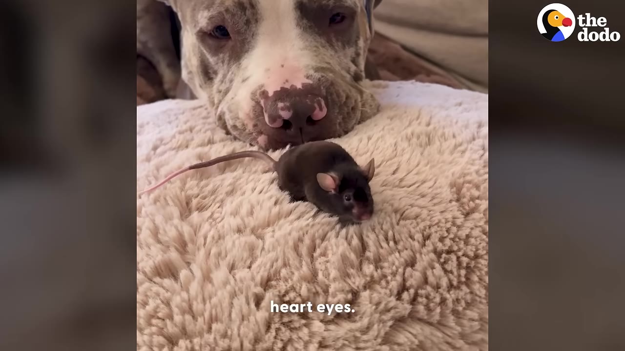 A large, brindle-and-white dog gently looks down at a tiny, dark-furred mouse sitting on a fluffy beige cushion.