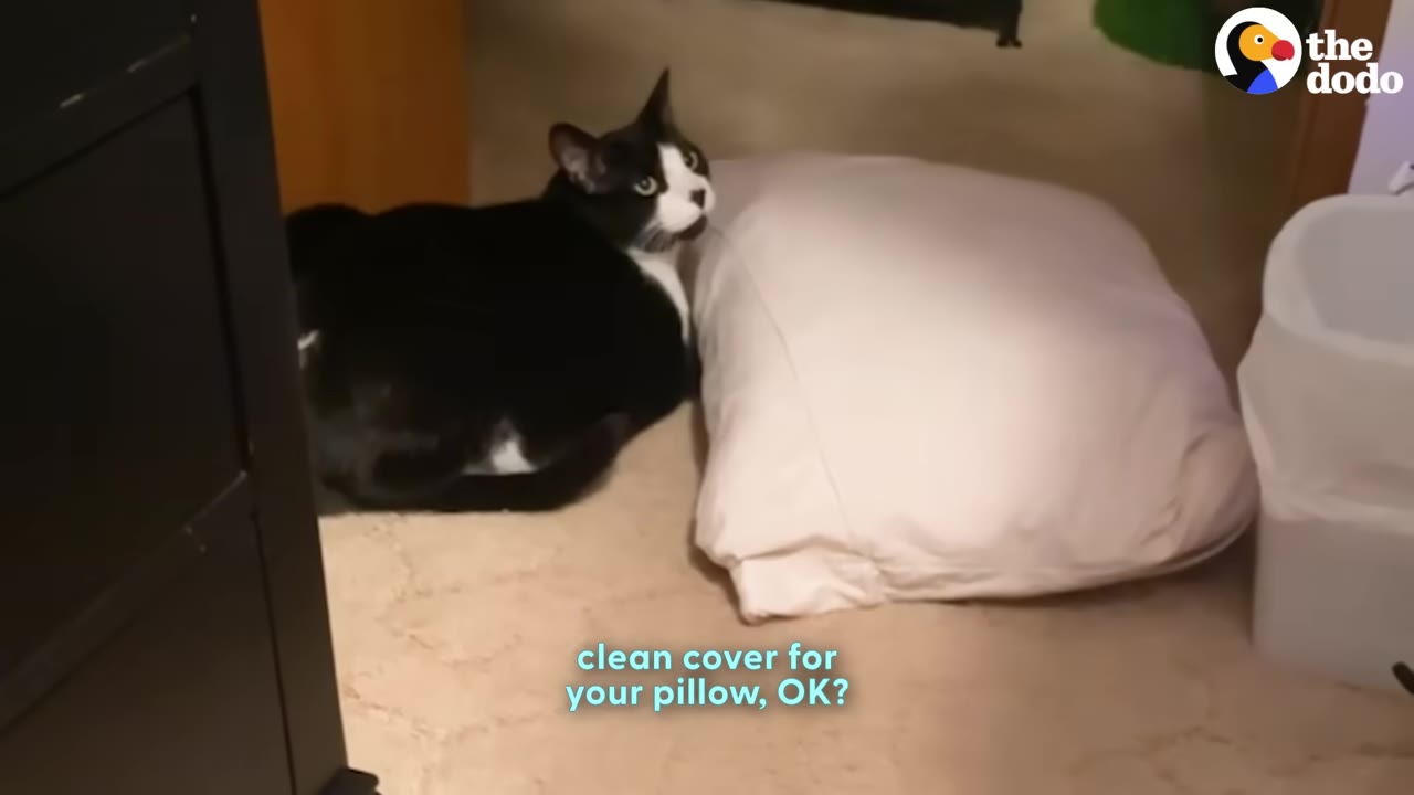 A black and white cat sits on the floor next to a white bed pillow.