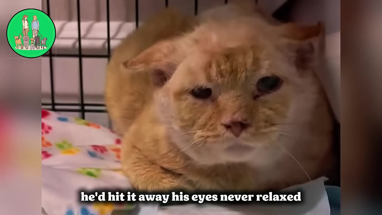 An older orange cat with flattened ears sits inside a wire crate, looking tense and anxious.