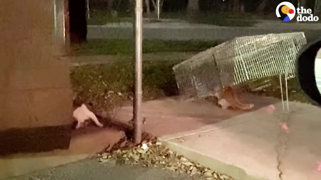 A wire animal trap set up on a sidewalk at night, viewed from inside a car with the side mirror visible on the right.