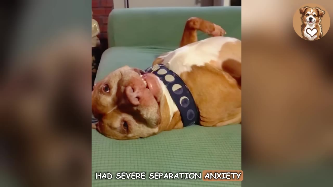 A tan and white dog with a blue collar lies on its back on a green couch, looking up with wide eyes.