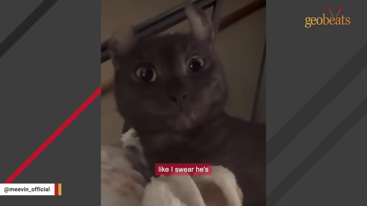 A close-up of a grey cat with curled ears staring directly into the camera with wide, intense eyes.