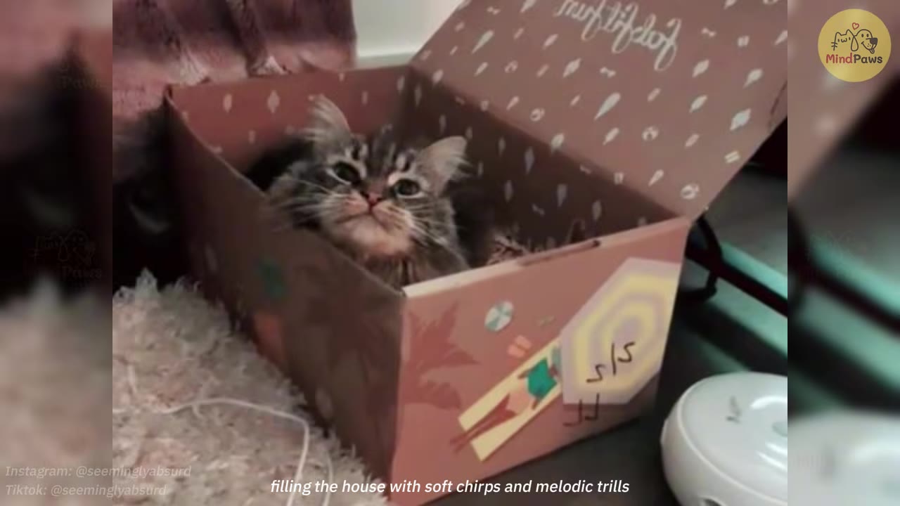 A fluffy tabby cat sitting inside a decorated cardboard box, looking up with an expressive face.