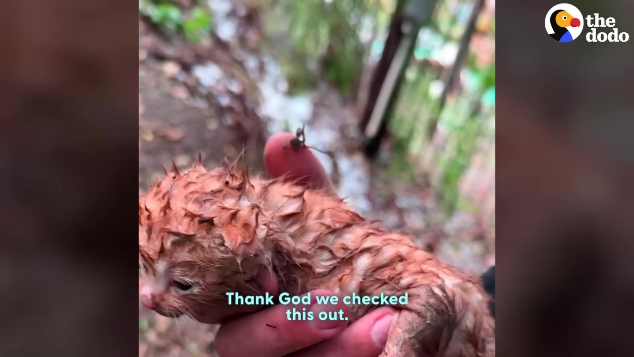 A close-up shot of a wet, tiny orange kitten being held gently in a person's hand outdoors.