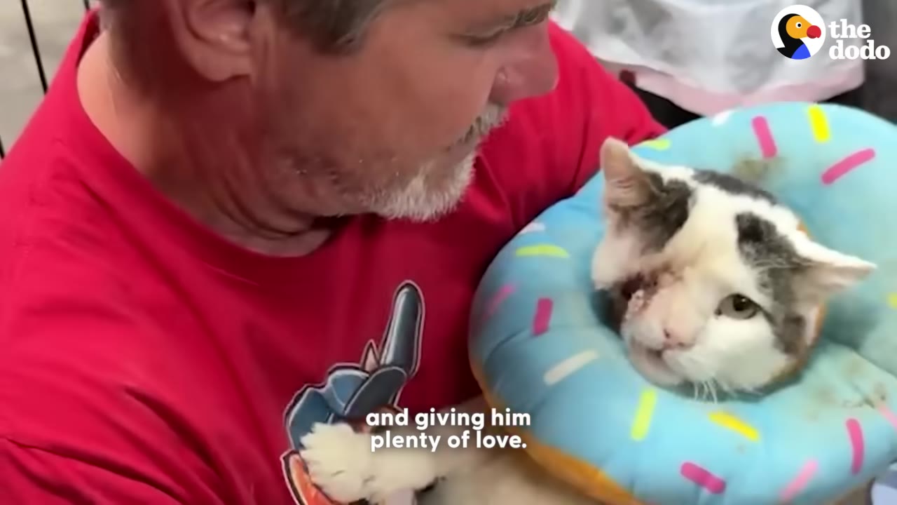 A man in a red shirt cradles a white and grey cat wearing a blue donut-shaped recovery collar, showing a healing wound on the side of its face.