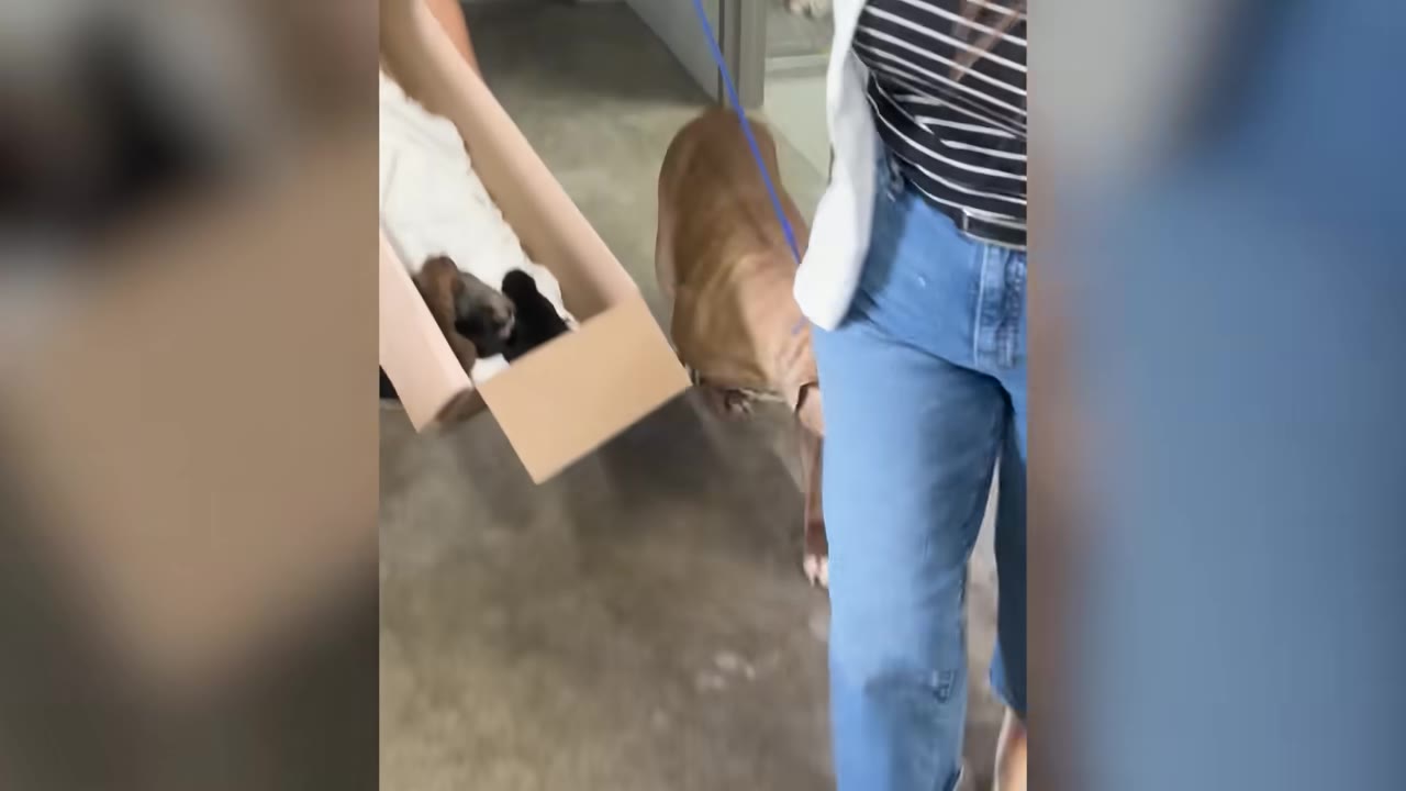 A brown dog on a blue leash walks alongside a person carrying a cardboard box containing small puppies.