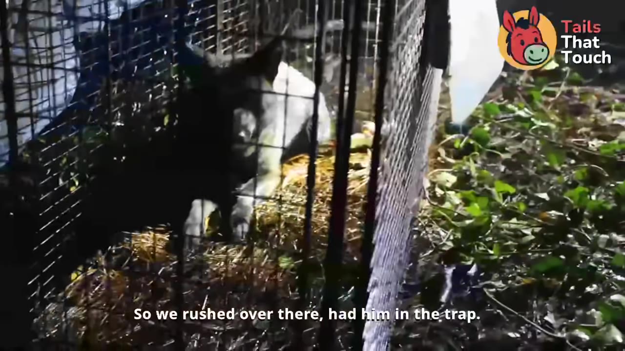 A black and white dog sitting calmly inside a wire cage trap on a bed of straw outdoors at night.