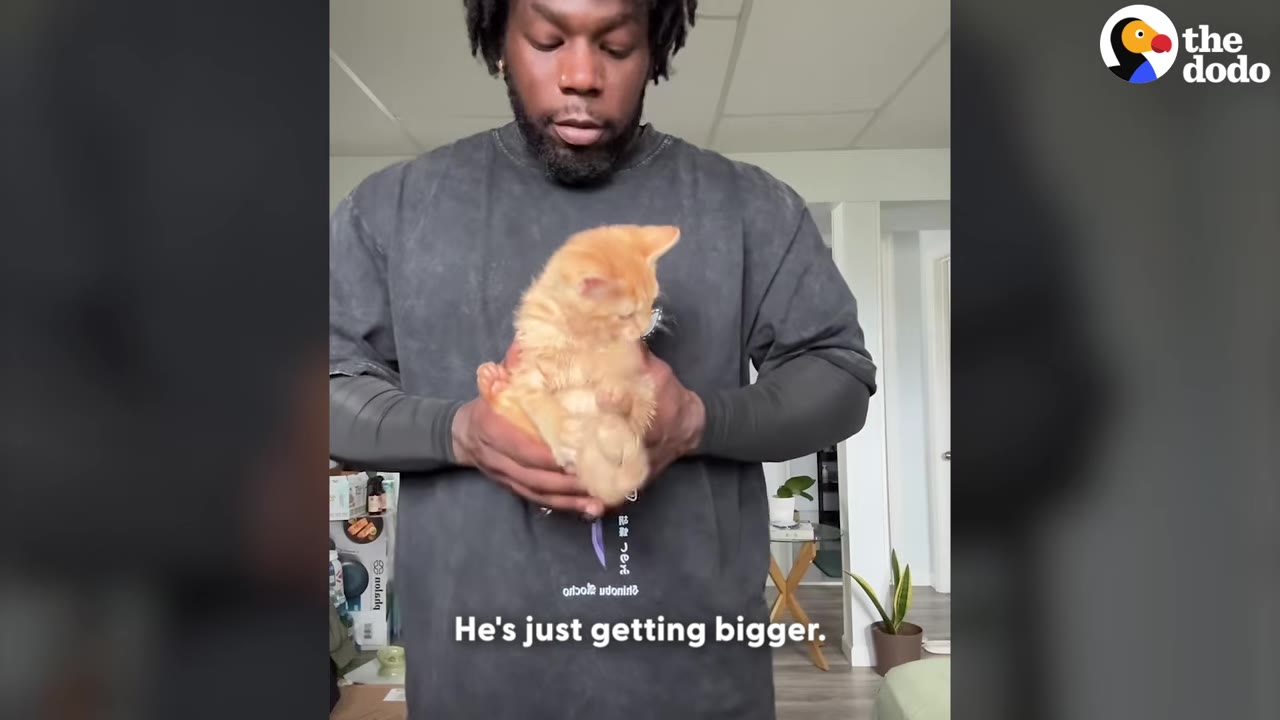 A man holding an orange kitten in his hands, showing how much the kitten has grown.