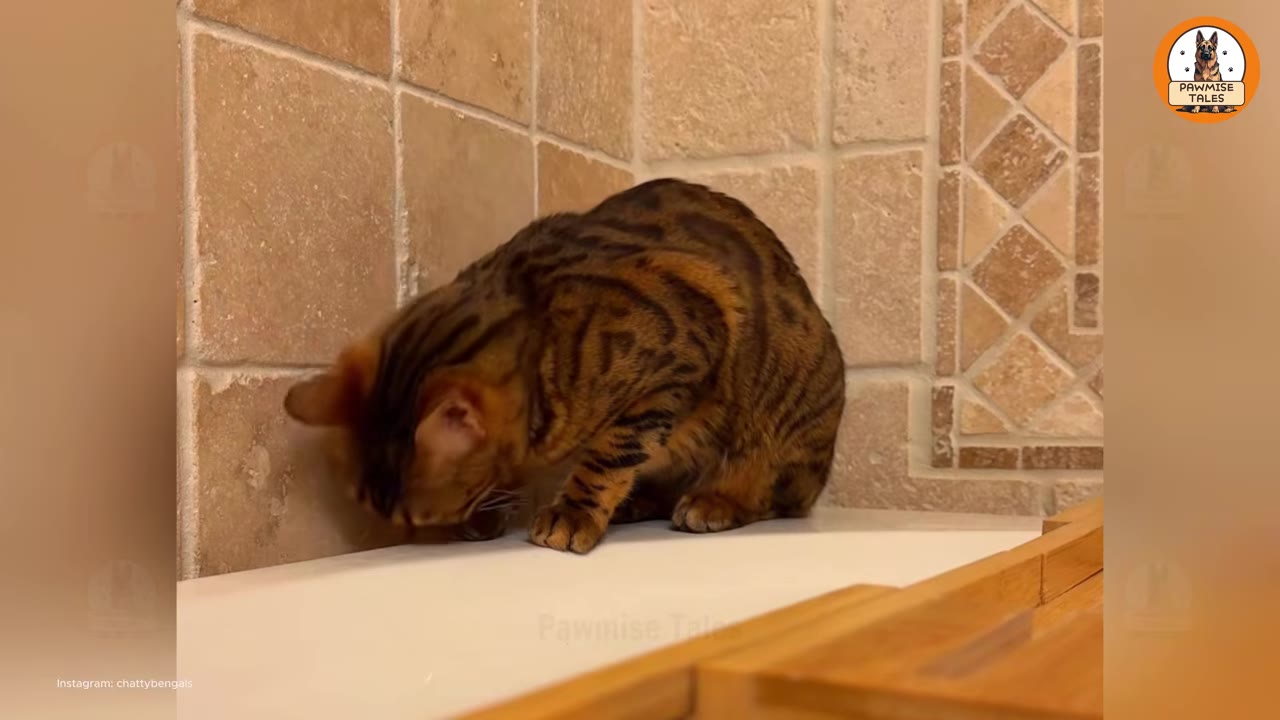 A brown spotted Bengal cat sitting on a white surface next to a tiled wall.