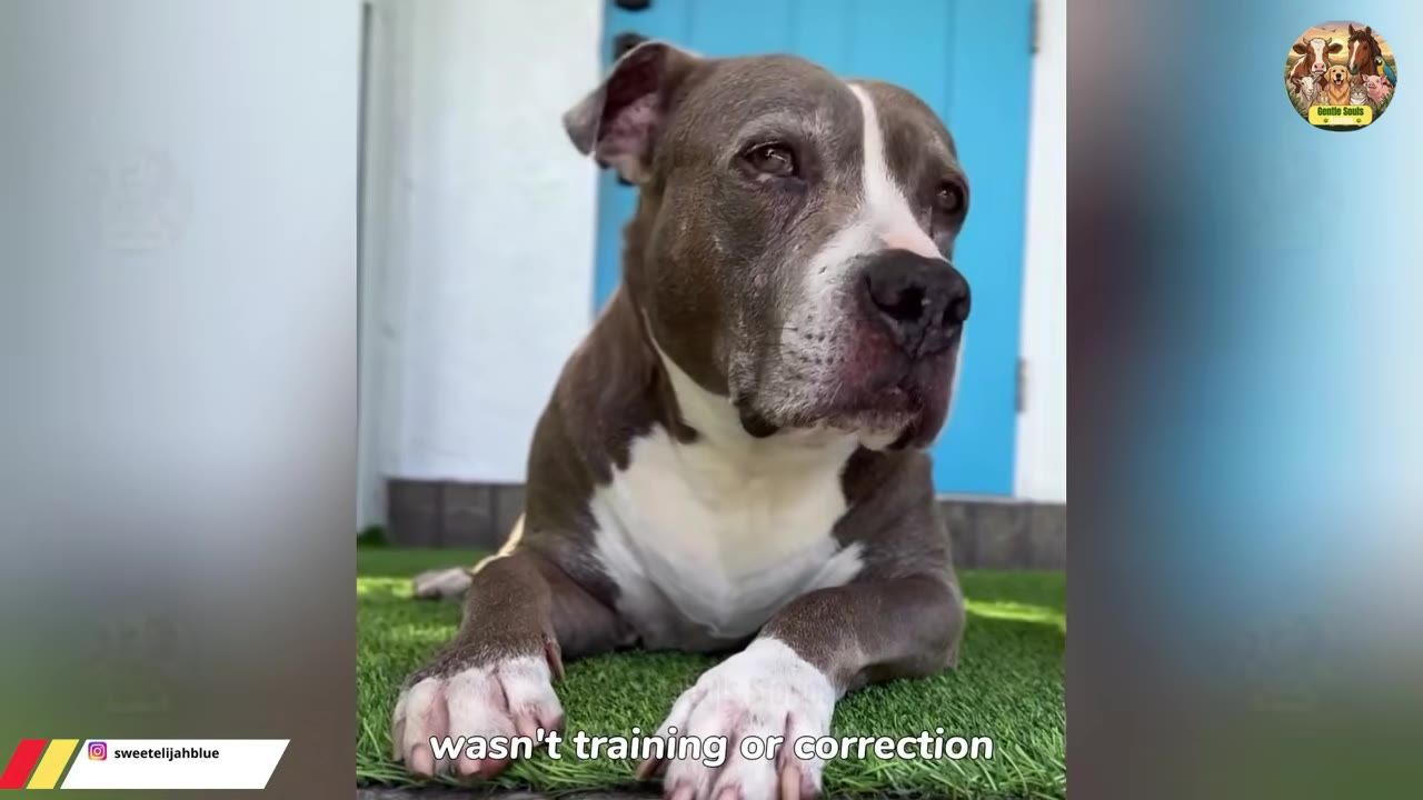 A grey and white pit bull-type dog lies on green turf in front of a blue door, looking forward with a gentle expression.