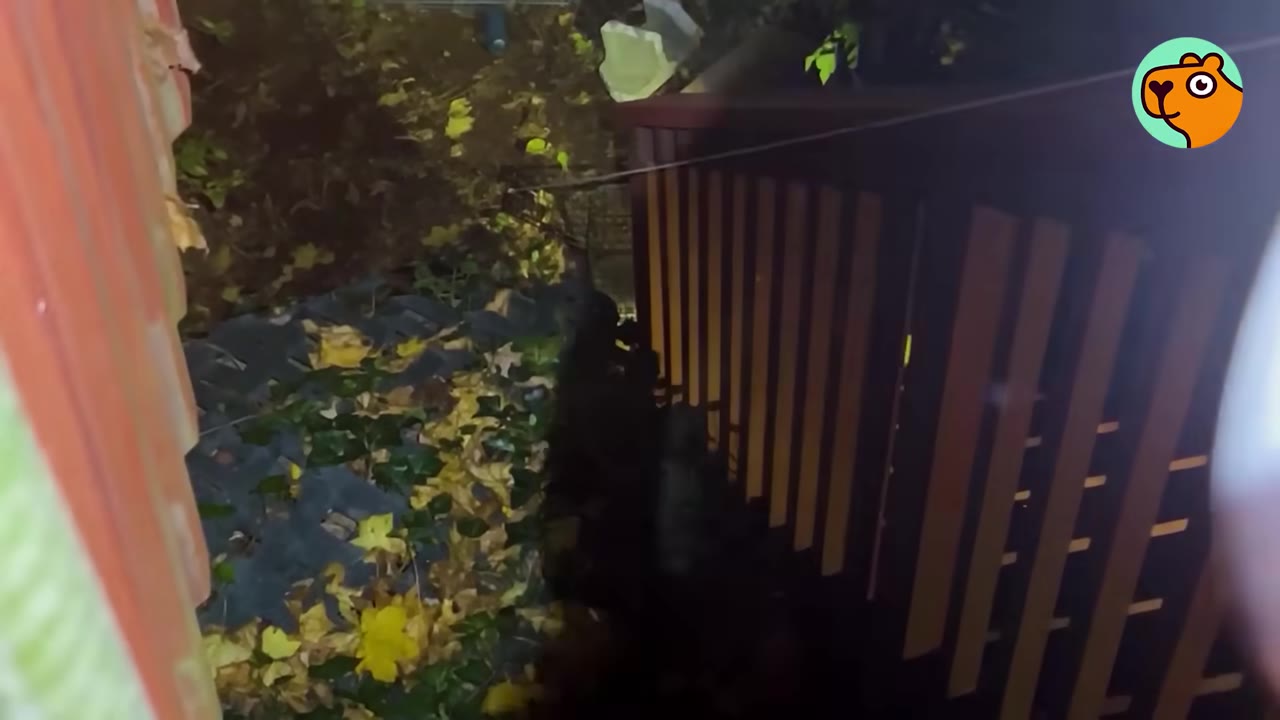 An outdoor night scene showing a wooden deck railing next to a ground covered in autumn leaves.