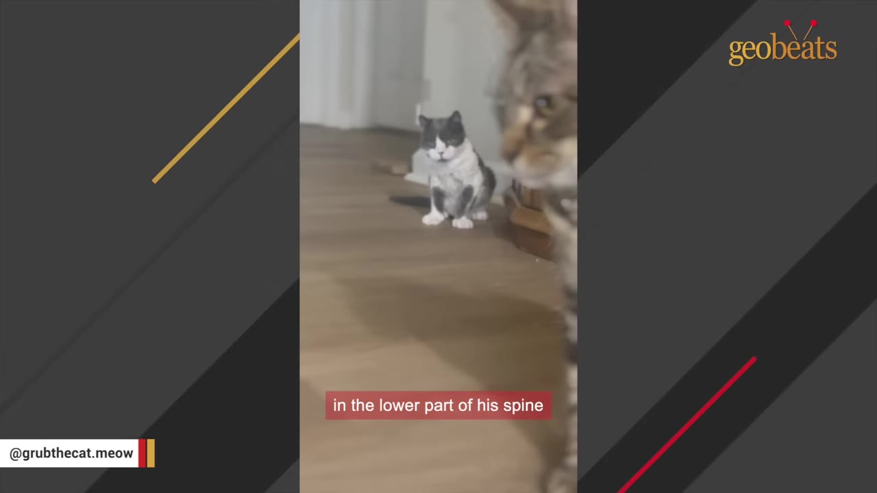A small grey and white cat with short legs sits on a wooden floor in the background, while a tabby cat is partially visible in the foreground.
