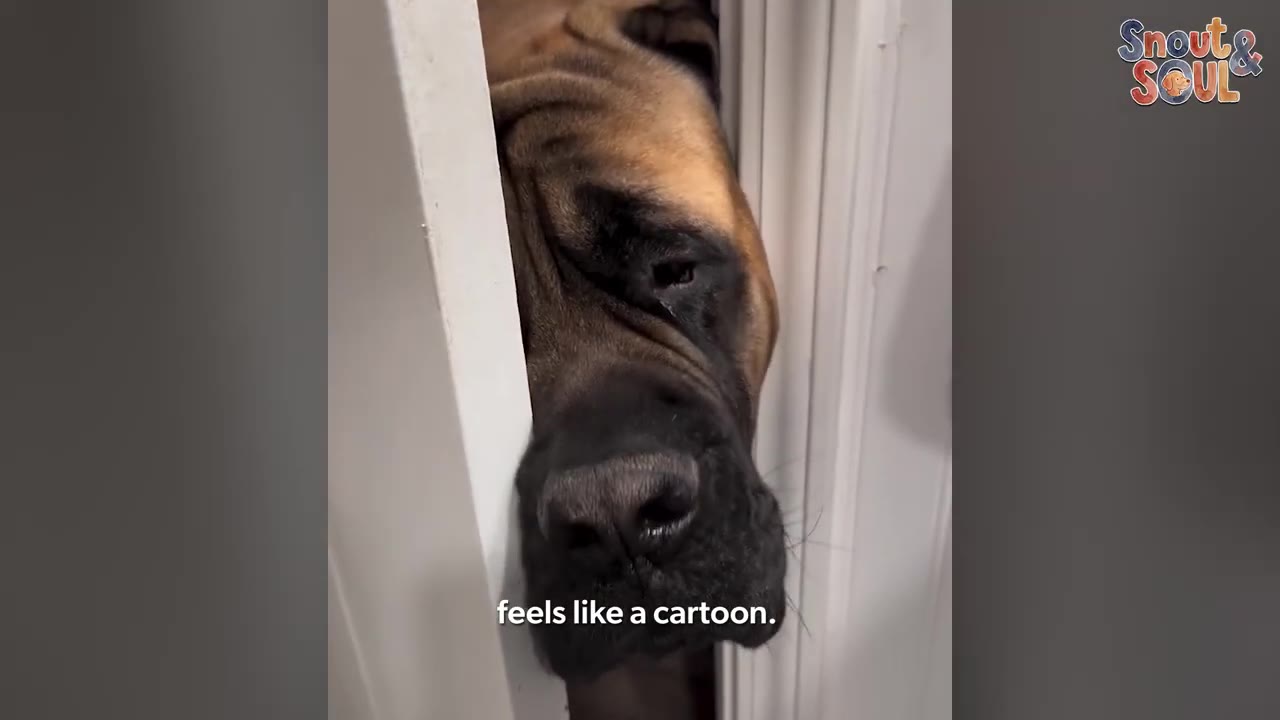 A large mastiff dog squeezes its head through a narrow gap in a white doorway, looking directly at the camera.