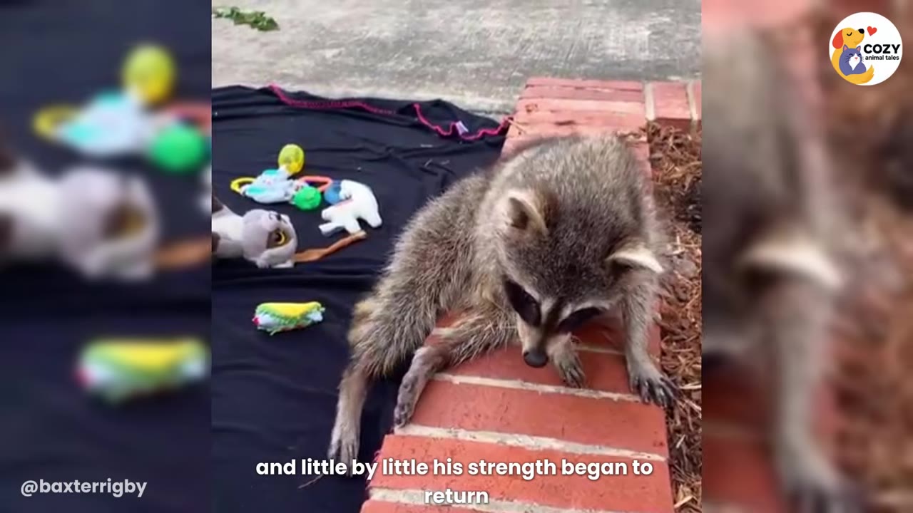 A raccoon sits on a red brick ledge outdoors, looking down with its paws resting on the bricks, with toys scattered on a black blanket in the background.
