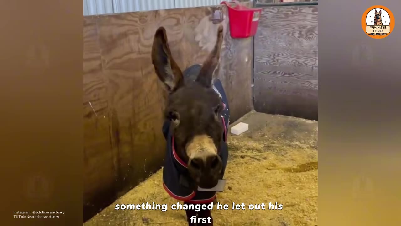 A close-up shot of a dark brown donkey wearing a blue and red blanket, standing in a stable with straw on the ground.