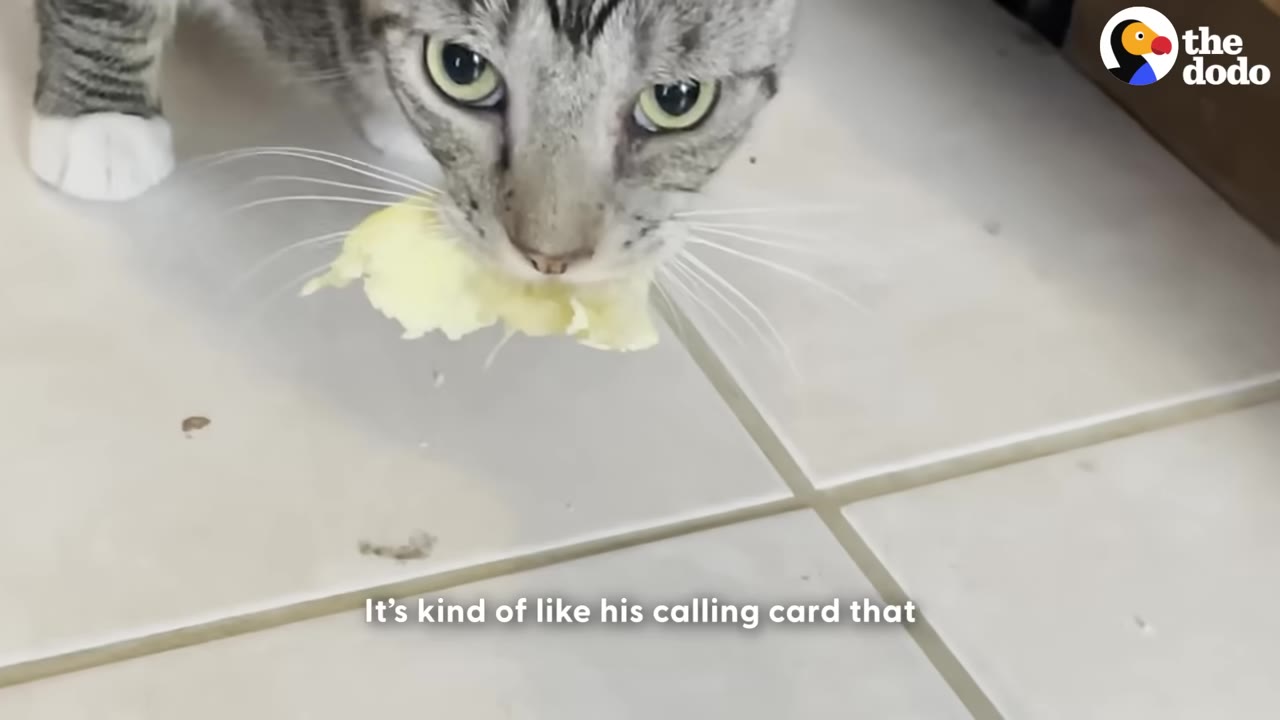 A close-up shot of a grey tabby cat looking directly at the camera with a piece of yellow food in its mouth on a tiled floor.