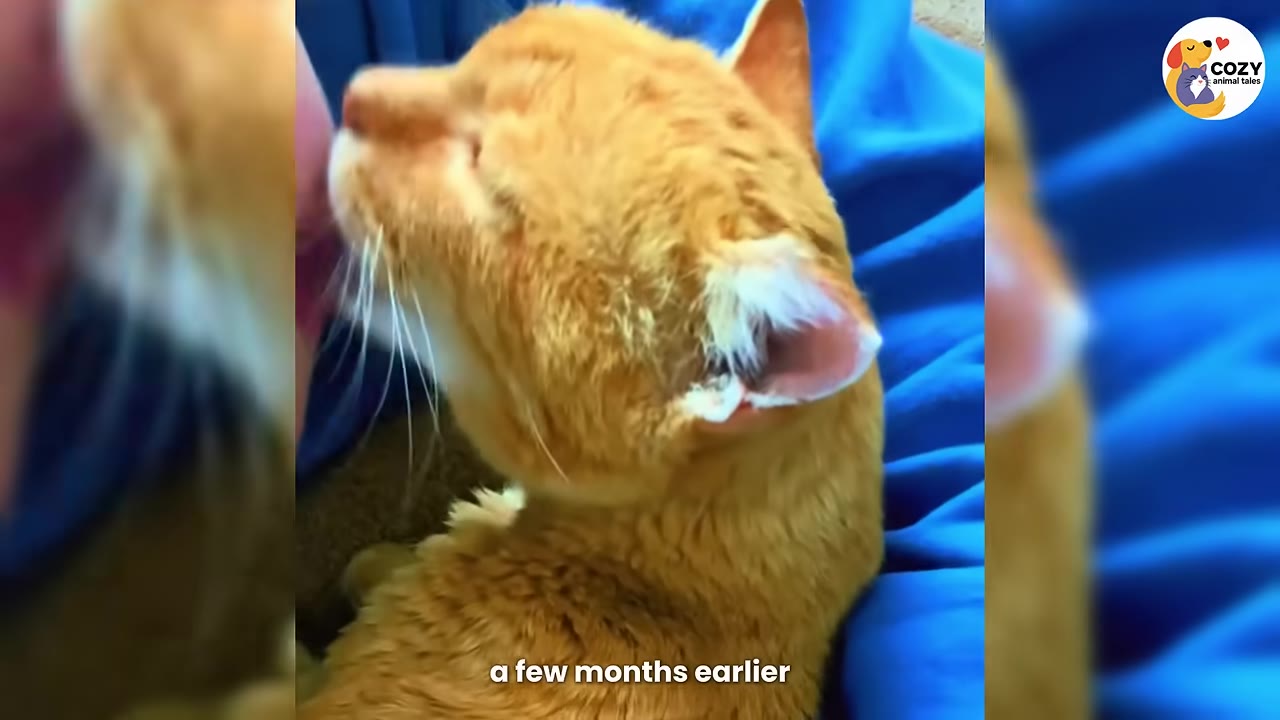 An orange cat resting indoors on a blue blanket, receiving gentle pets.