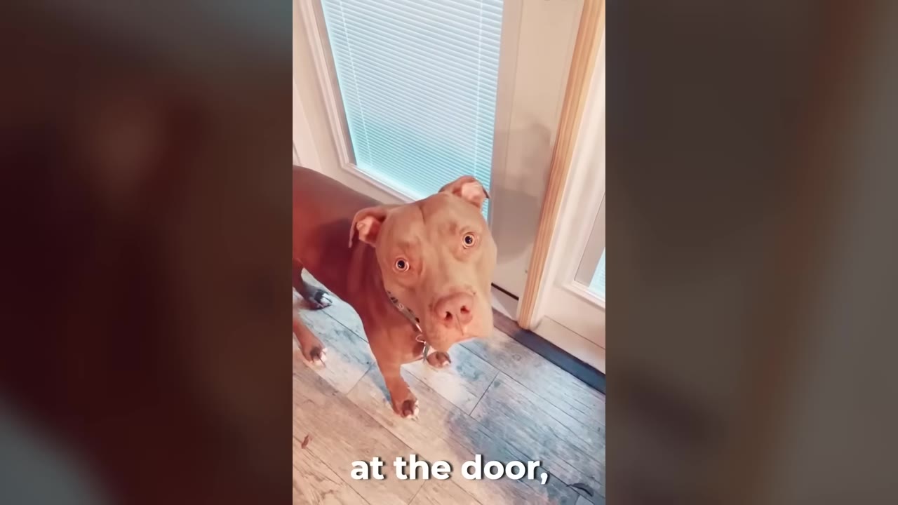 A brown pit bull dog looking up towards the camera while standing on a wooden floor next to a glass door with blinds.