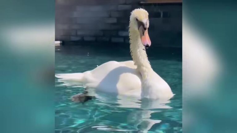 Florida Couple Rescues A Rejected Baby Swan, Now Her Favorite Game Is Racing Dad In The Pool
