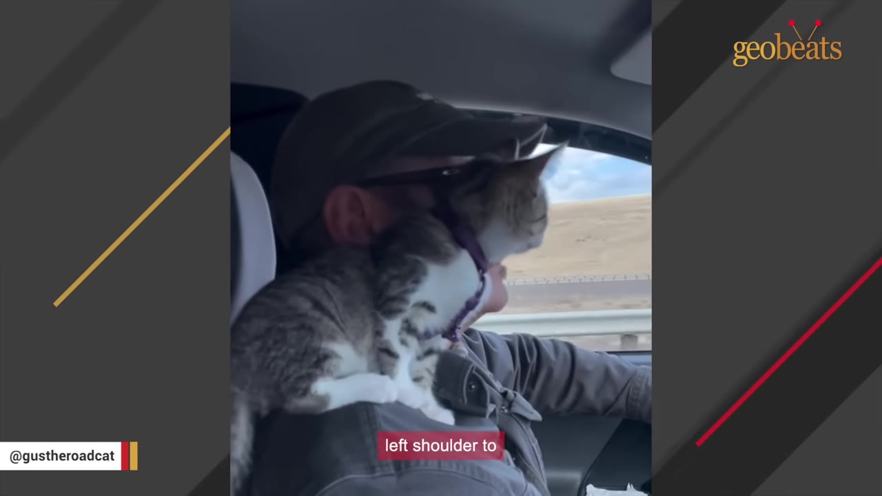 A small tabby and white cat wearing a purple harness sits on the shoulder of a man wearing a baseball cap and glasses as he drives a car.