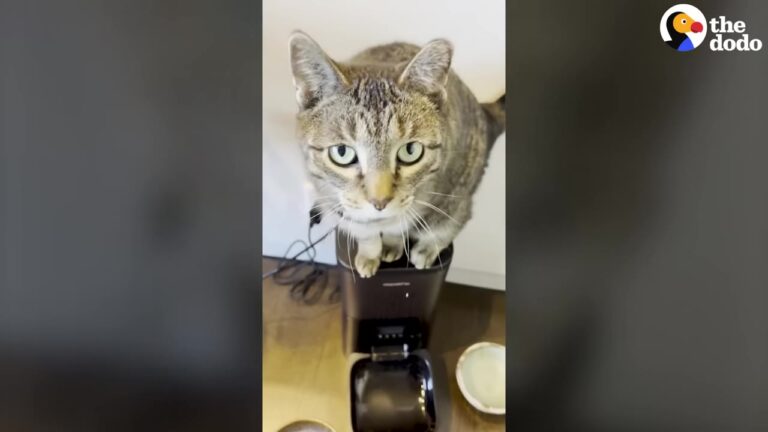 California Cat Fakes A Leg Injury For Attention, But Her Secret Is Caught On Camera