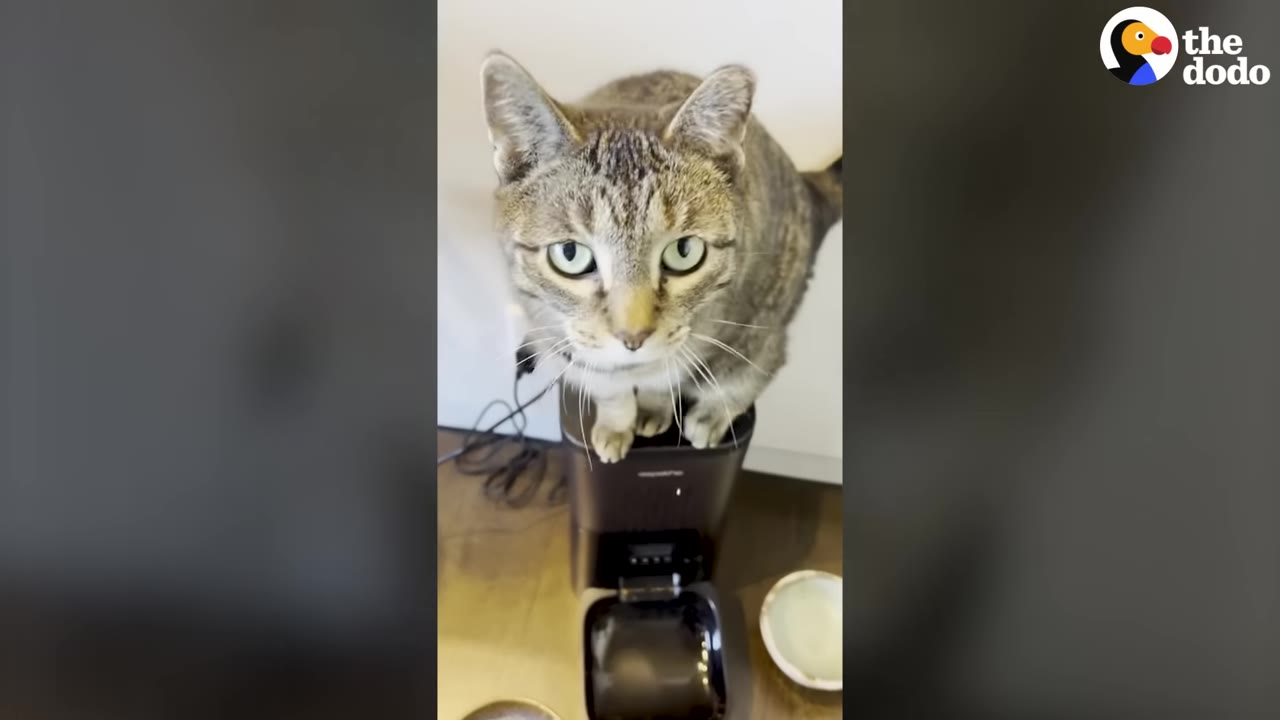 A tabby cat sits on top of a black automatic pet feeder, looking directly at the camera.