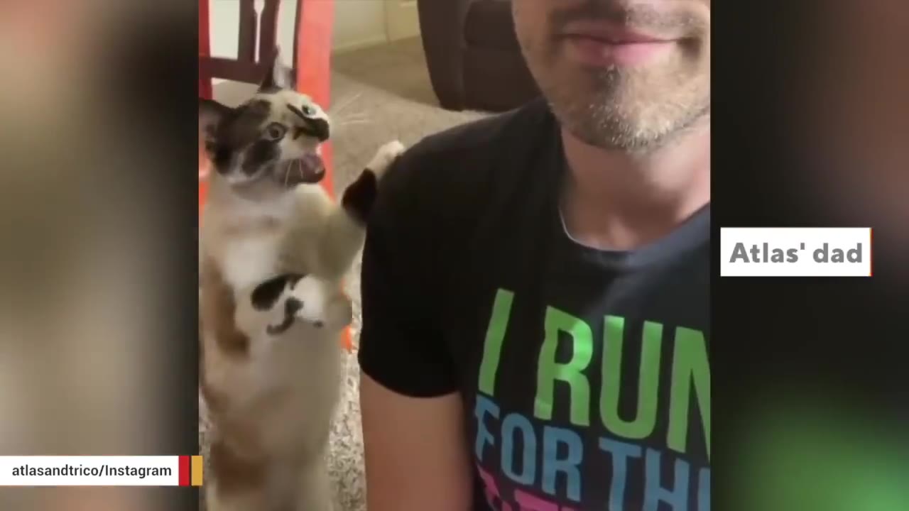 A calico cat stands on its hind legs, reaching a paw up to touch a man's shoulder while vocalizing with an open mouth.