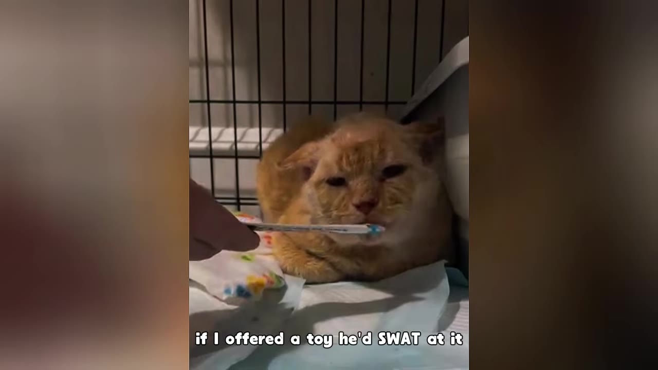An orange cat with flattened ears sits inside a wire cage, looking warily at a hand holding a treat stick towards it.