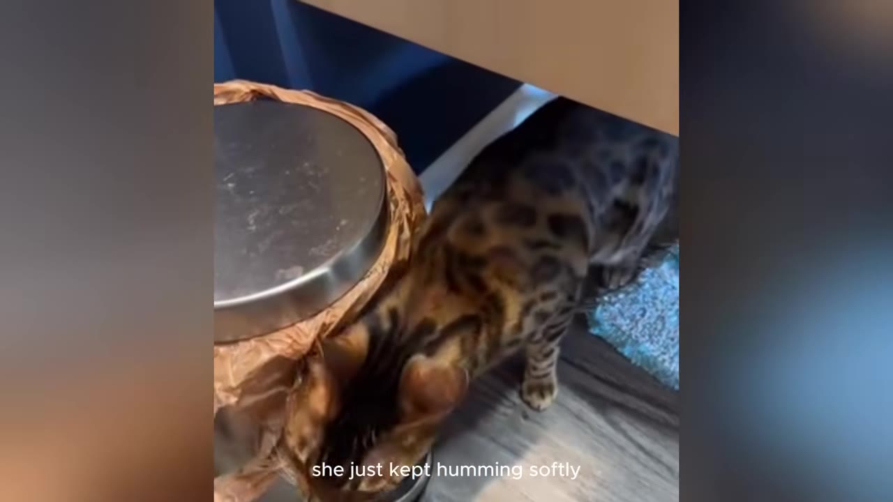 A spotted Bengal cat peeking out from a narrow space under a cabinet next to a metal container on a wooden floor.