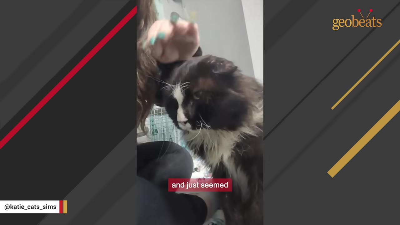A black and white cat being gently petted on the head by a person's hand.