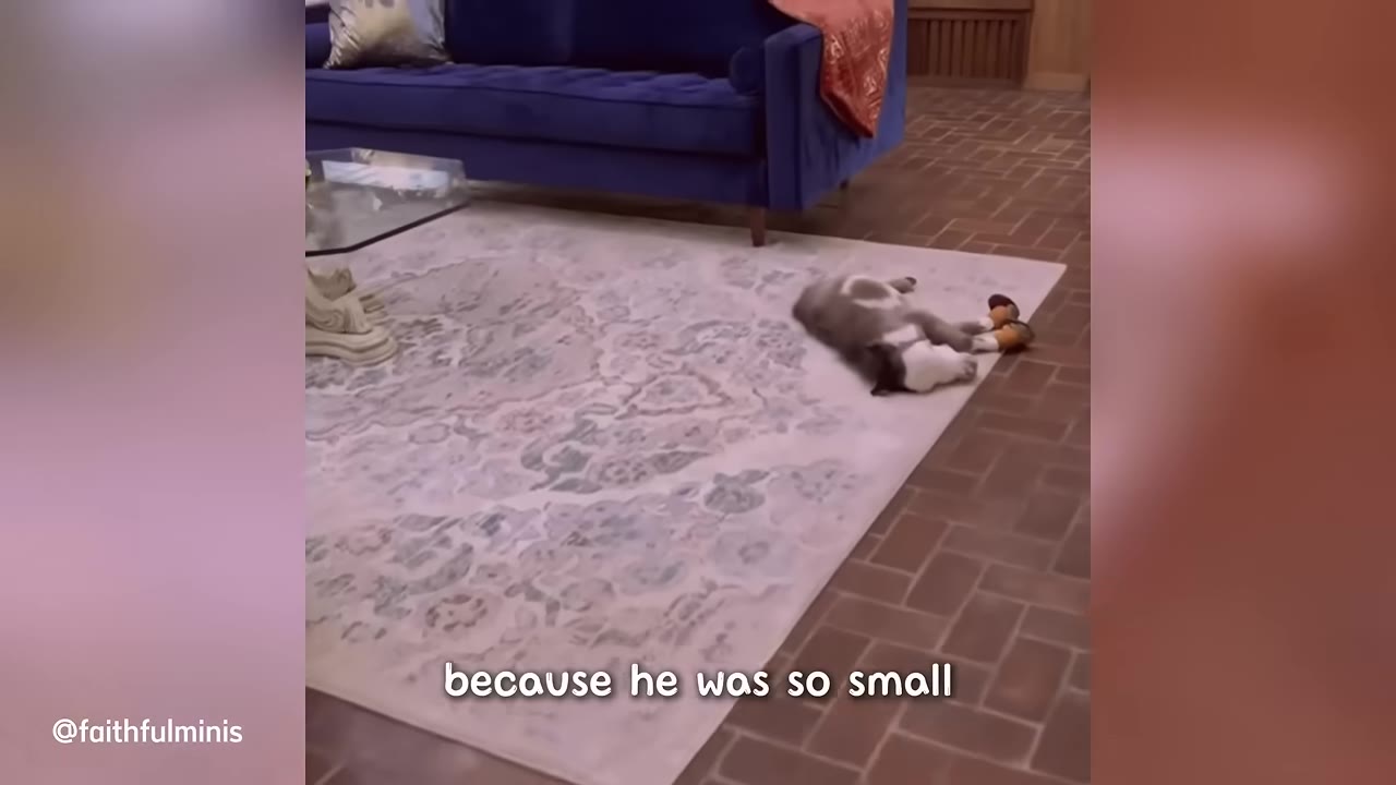 A tiny black and white miniature horse lies on a patterned rug in a living room, wearing small orange and black shoes on its front hooves.