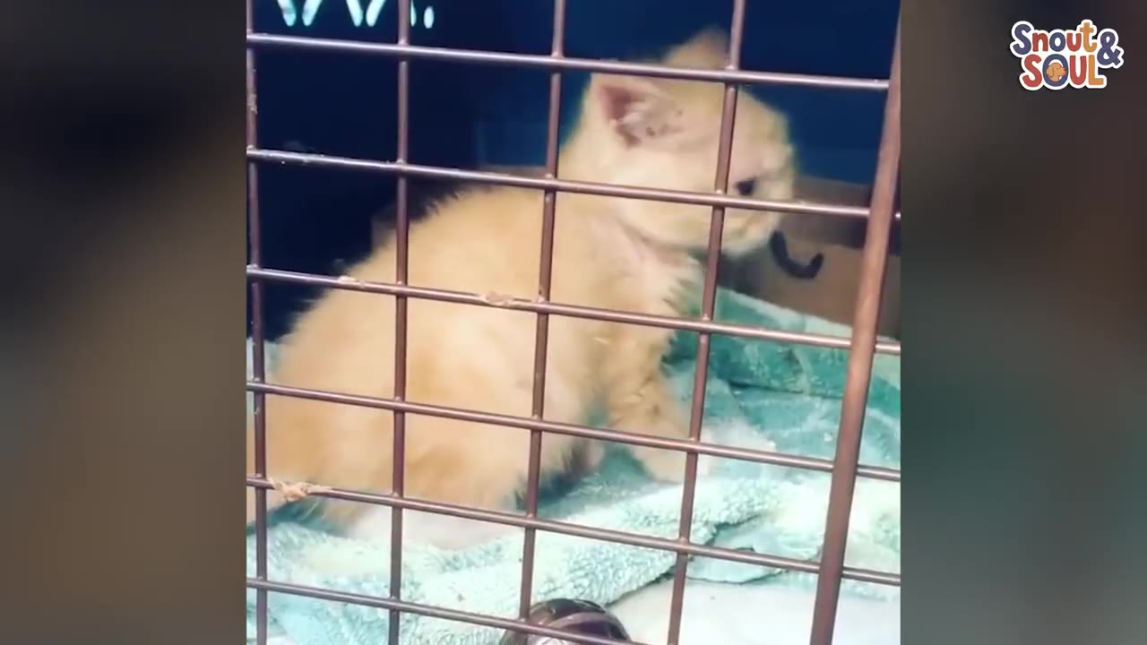 A small, fluffy orange kitten sits on a light blue towel inside a wire cage, looking to the side.