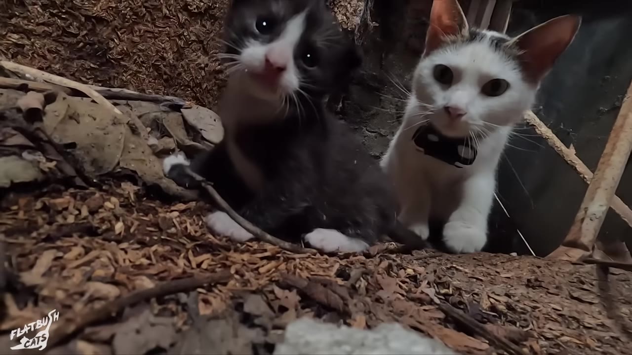 A black-and-white kitten and a white kitten with a black collar sit in a dark, dirt-filled underground space.