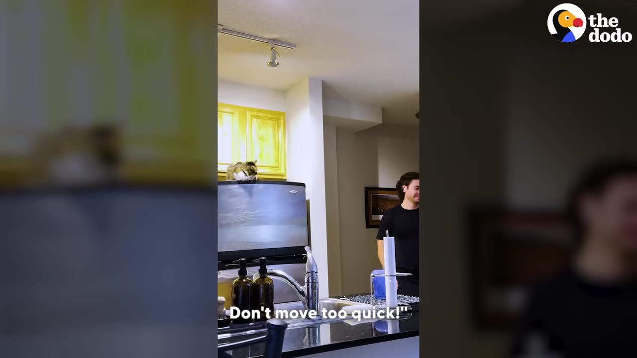 A man stands in a kitchen looking towards a cat perched on top of the refrigerator, with the text 'Don't move too quick!' displayed on the screen.