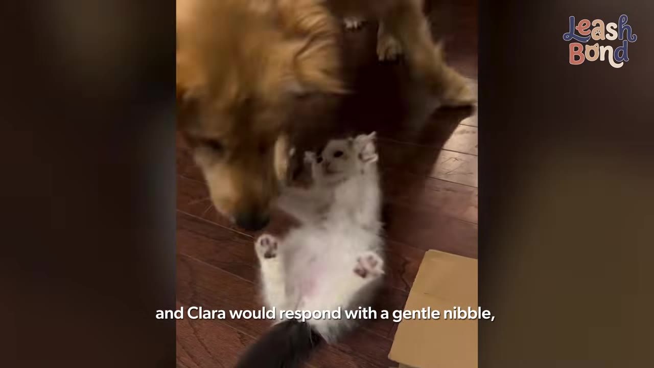 A small black and white kitten lies on its back on a wooden floor, playfully raising its paws towards a golden retriever dog leaning over it.