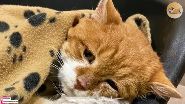 Pennsylvania Cat Disappears For 2 Years After Losing His Best Friend, Then A Stranger Makes A Promise