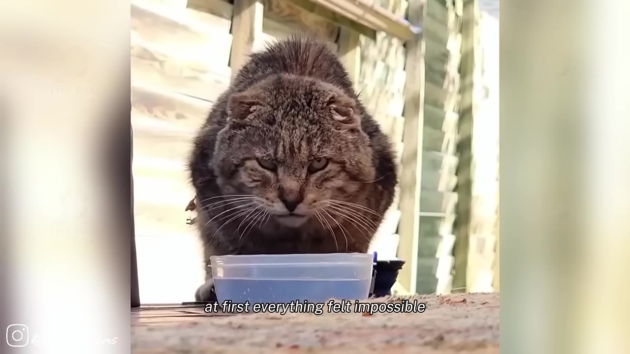 A close-up shot of a grumpy-looking brown tabby cat with folded ears staring intensely forward behind a small plastic water bowl.