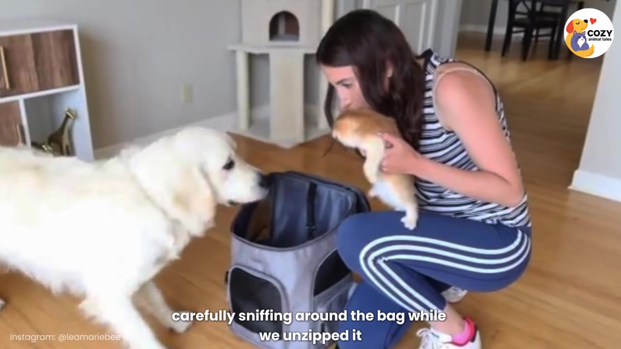 A woman kneeling on a wooden floor holds a small orange and white kitten near an open grey pet carrier backpack, while a golden retriever sniffs near the bag.