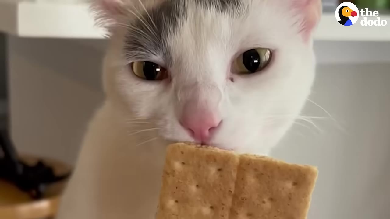 A close-up shot of a white cat with grey patches on its head sniffing a graham cracker.