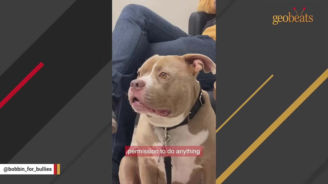 A tan and white pit bull mix wearing a black collar sits and looks up with a hesitant expression.