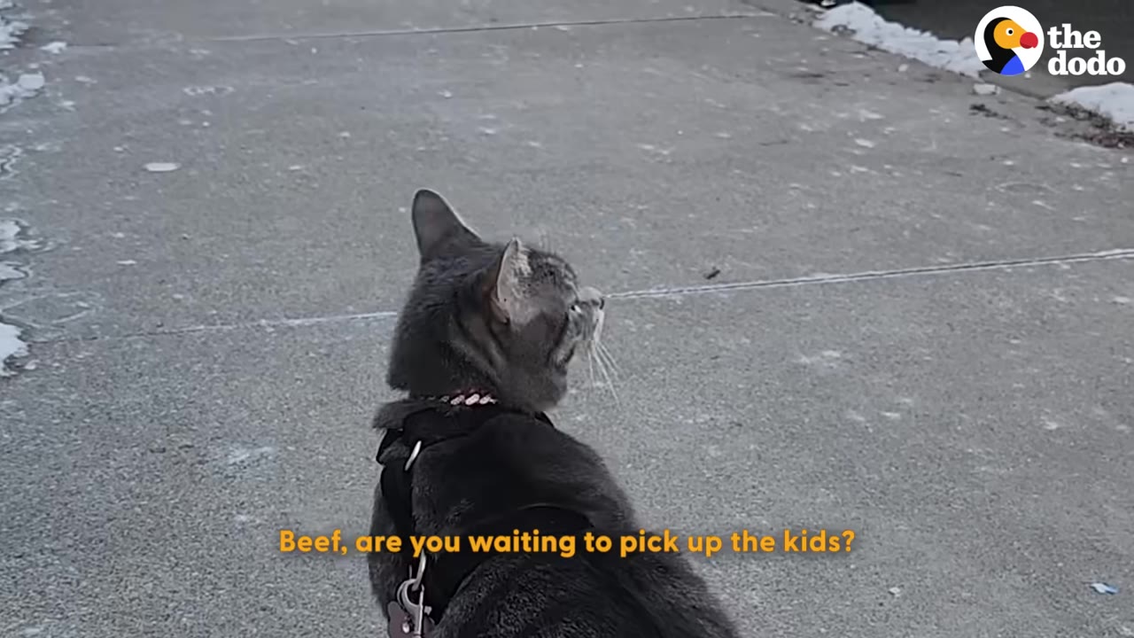 A grey cat named Beef wearing a black harness sits on a concrete sidewalk, looking off to the side.