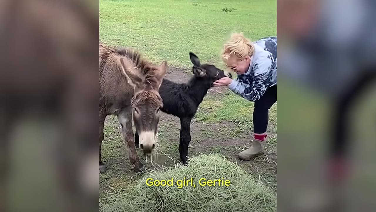 A woman gently pets a newborn black donkey standing next to its mother in a grassy field.