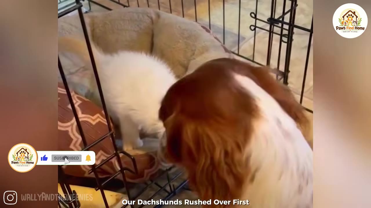 A brown and white dog looks into a wire crate at a small white kitten sitting in a pet bed.